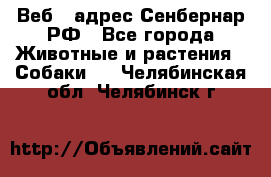 Веб – адрес Сенбернар.РФ - Все города Животные и растения » Собаки   . Челябинская обл.,Челябинск г.